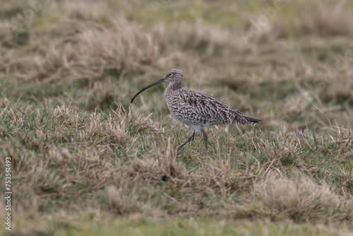 Curlew