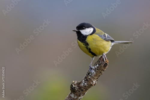 Cute wild eurasian great tit (Parus major) perched on a rotten tree. Image with space for text. Small common garden bird with vibrant autumn colors perched on a mossy branch looking at the camera.