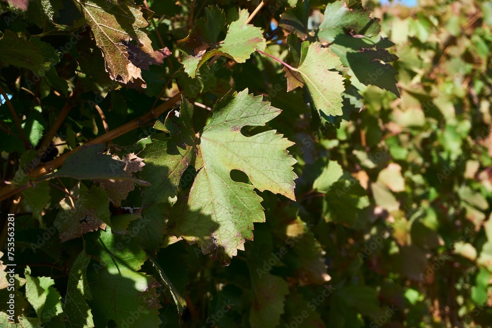 Grape plantations. Wine varieties. The season is autumn Grape plantations. Wine varieties. The season is autumn