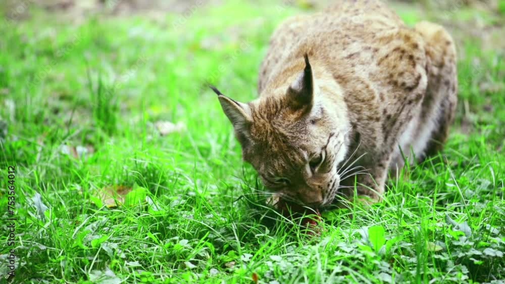 Eurasian lynx Eurasian lynx