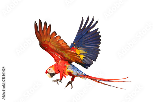Colorful flying Scarlet Macaw parrot isolated on transparent background png file 
