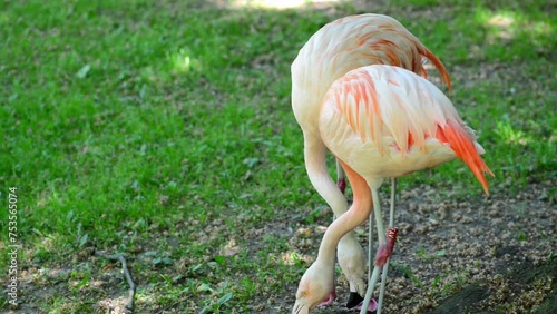 Flamingos are a type of wading bird
