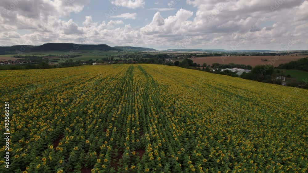 Drone video lifestyle field sunflowers at sunset sun glare. Farming agriculture a business concept. Field yellow flowers sunflowers ripe agricultural harvest. Germany. Drone video lifestyle field sunflowers at sunset sun glare. Farming agriculture a business concept. Field yellow flowers sunflowers ripe agricultural harvest. Germany.