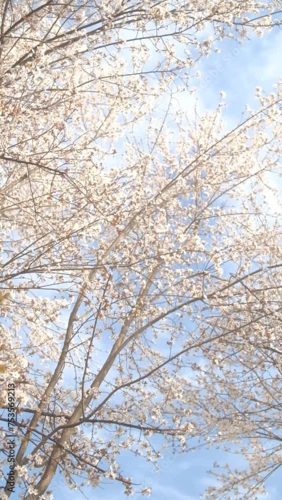 Tree blossom in spring in slow motion vertical video Tree blossom in spring in slow motion vertical video