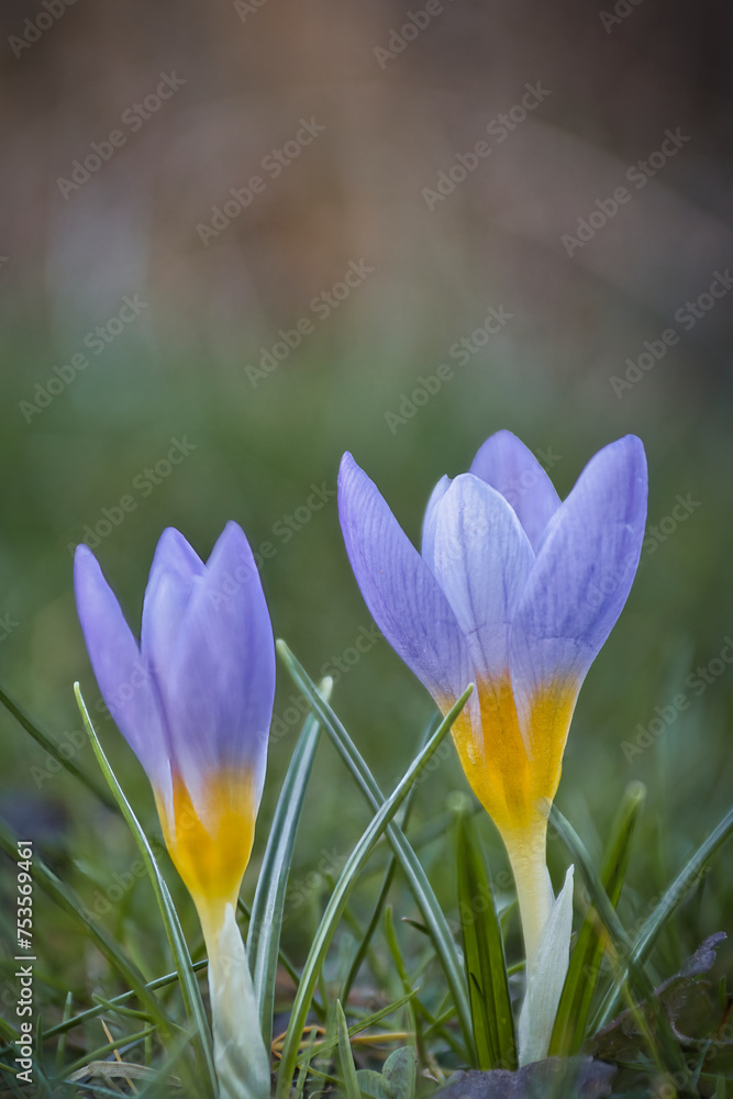 Fototapeta premium Krokus