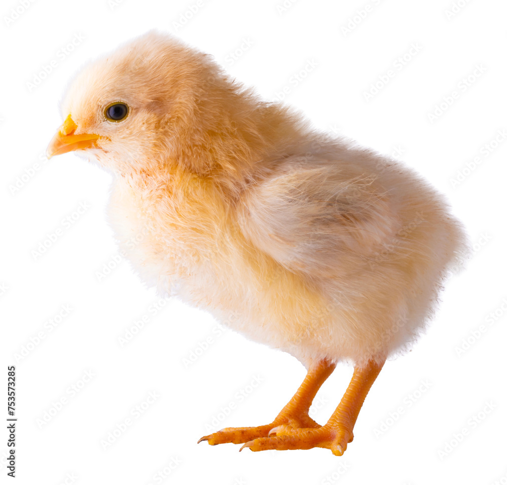 Obraz premium Gold and white chick