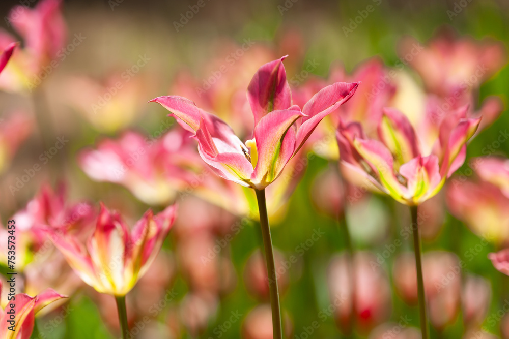 Obraz premium 光るチューリップ