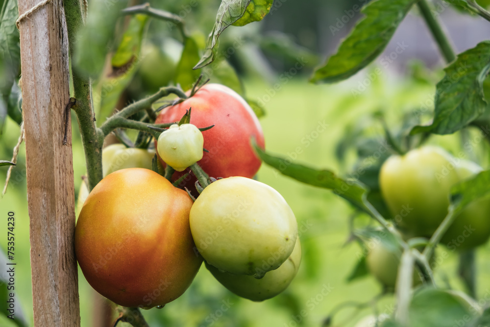 Growing of tomatoes in the garden. Tied plant. Stages of vegetable ripening: red, yellow, green. Small harvest due to drought and poor soil. Ecological problem and hunger concept. Copy space