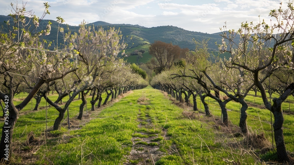 Peach orchard in bloom in spring time 