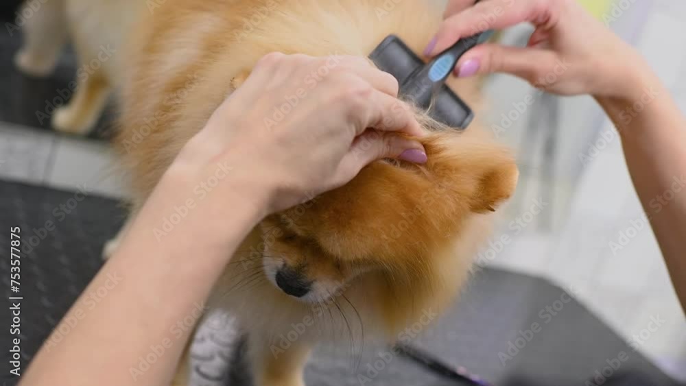 groomer with scissors in his hands cuts a Pomeranian dog in a specialized pet care salon. groomer with scissors in his hands cuts a Pomeranian dog in a specialized pet care salon.
