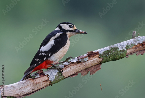 Female great spotted woodpecker (Dendrocopos major) perched on a rotten branch. Colorful woodpecker hunting for worms and ants with natural environment. Wild bird eating bugs in nature. Spain.