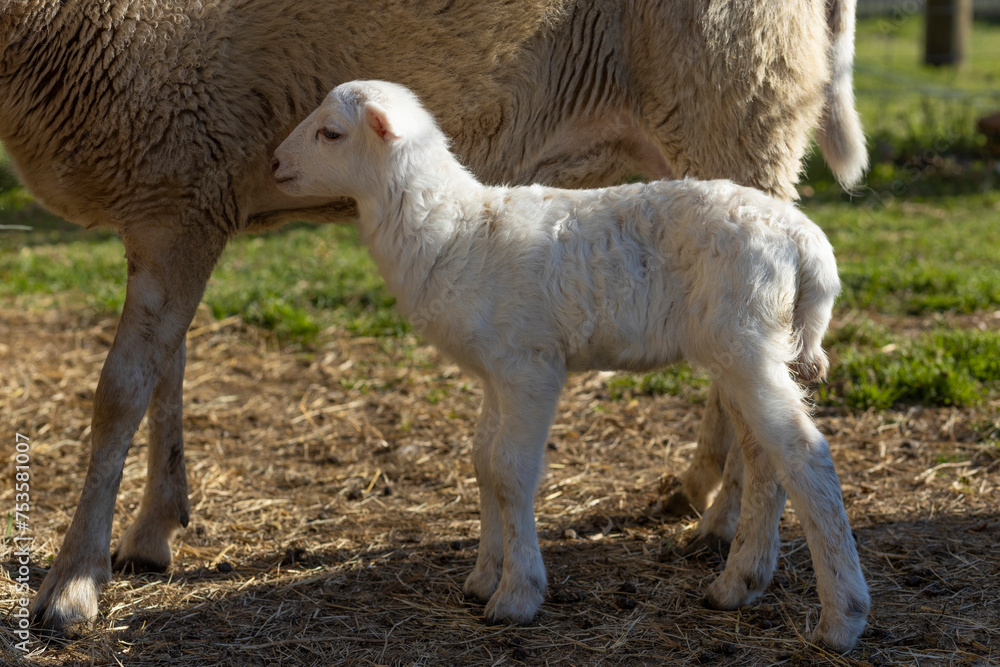 Obraz premium White lamb standing next to its ewe