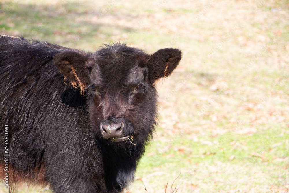 Black angus calf with winter fluffy coat in Oklahoma Black angus calf with winter fluffy coat in Oklahoma