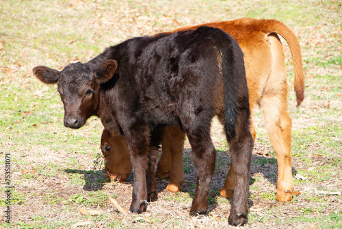Calves in a spring pasture, red and black Angus in Oklahoma