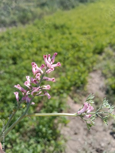 fumaria vaillantii loisel flower or Few-flower fumitory, Earthsmoke, Few-flowered Fumitory photo