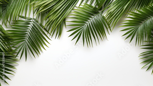 Palm tree leaves isolated on white background with copy space, green leaves background © usman