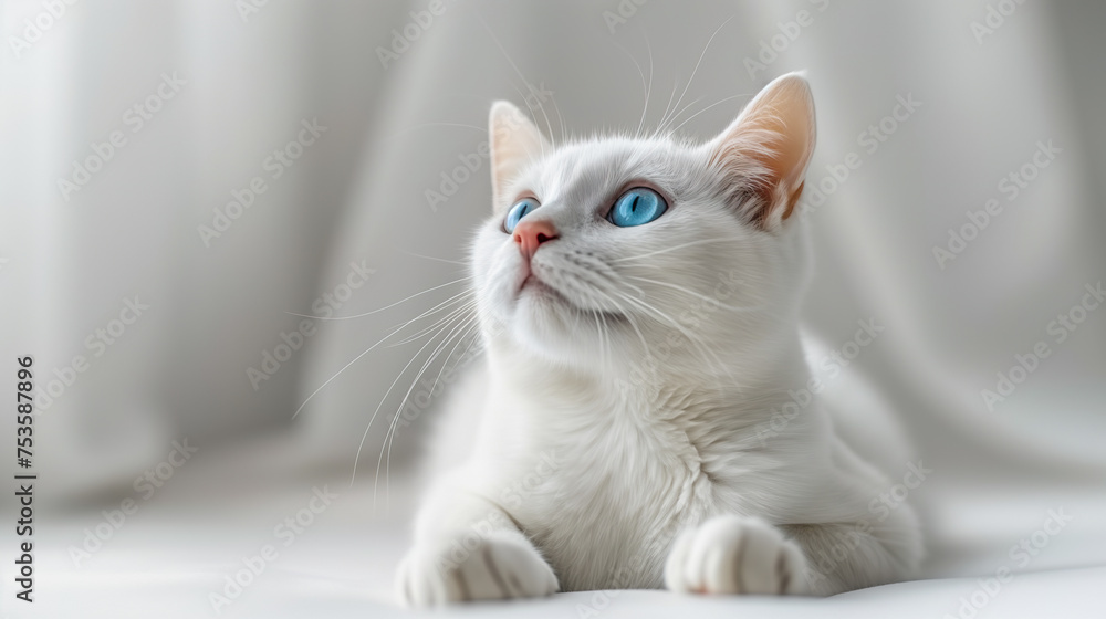 White cat Eye blue and yellow, cat breeds
Khao Manee Thai cat Or Felis catus on white background, cat on white floor On blankets and carpets, clean colors

