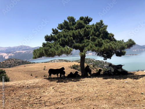 Goats taking shade on the mountain top