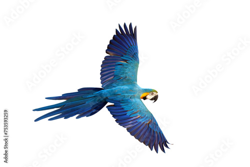 Colorful flying Blue and Gold Macaw parrot isolated on transparent background png file	