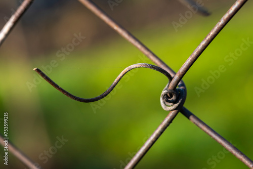 Dead tendrils of vines clinging on the wire fence in a vineyard. Spiral