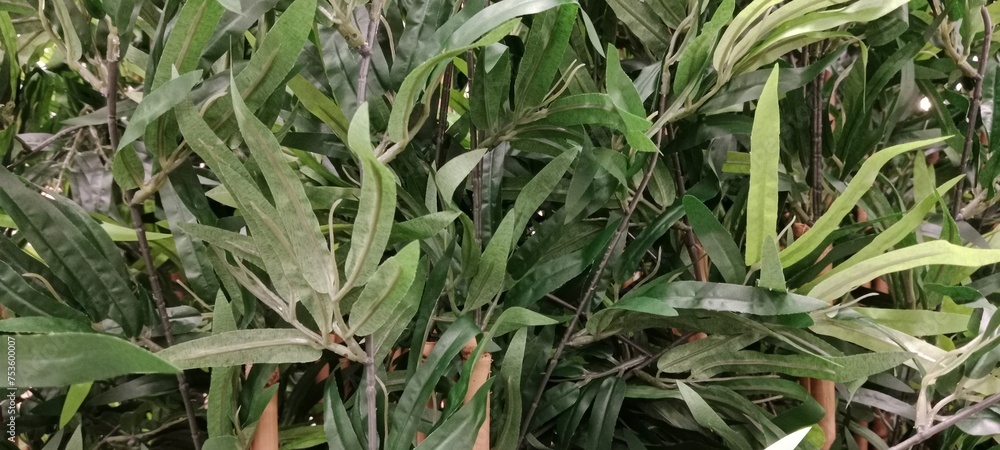 Obraz premium grass in the wind