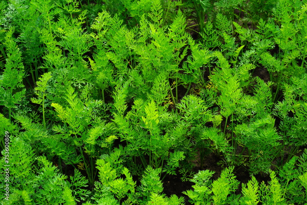 Different green grass in spring and summer Different green grass in spring and summer