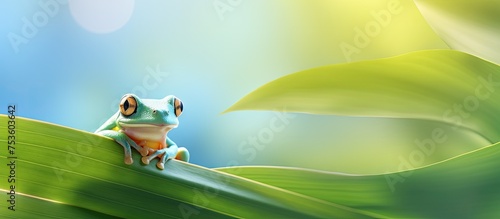 Curious Frog Perched Gracefully on a Lush Green Leaf in a Serene Tropical Setting