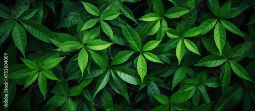 Vibrant Green Leaves Creating a Refreshing Natural Wallpaper Design in Springtime © Ilgun