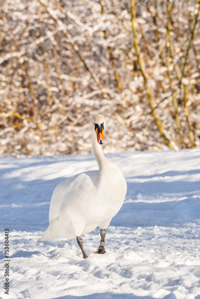Obraz premium Mute swan (Cygnus olor) a large water bird, an adult bird with white plumage walks on the snow at the shore of the lake. Sunny winter day.