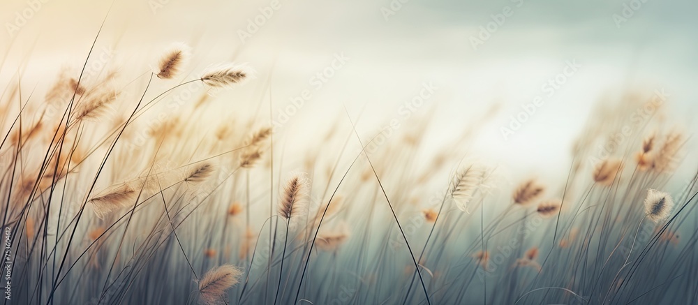 Obraz premium Serene Landscape: Sunlight Filtering Through Lush Tall Grass Meadow in Nature's Embrace