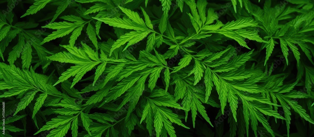 Vibrant Foliage Close-Up: Lush Green Plant with Delicate Leaves in Natural Setting Vibrant Foliage Close-Up: Lush Green Plant with Delicate Leaves in Natural Setting