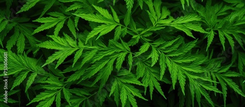 Vibrant Foliage Close-Up  Lush Green Plant with Delicate Leaves in Natural Setting