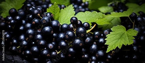 Fresh Black Currants with Vibrant Green Leaves, Harvested from Lush Garden