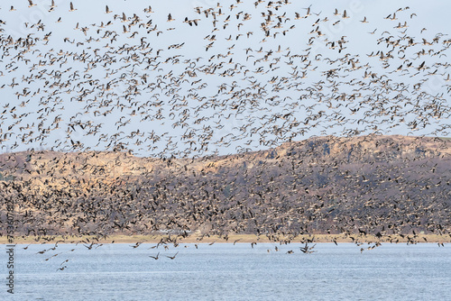 A large flock of geese took off from the water, the birds fly over the lake in a large group. A species of large water bird.