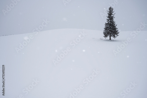 Wallpaper Mural 冬のクルスマスツリー Torontodigital.ca