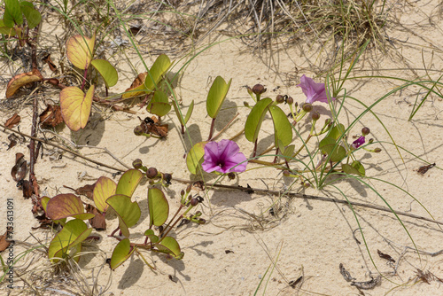 Ipomoea pes-caprae, une convolvulacée présente sur les plages australiennes avec ses longues tiges et es  joiies fleurs . photo