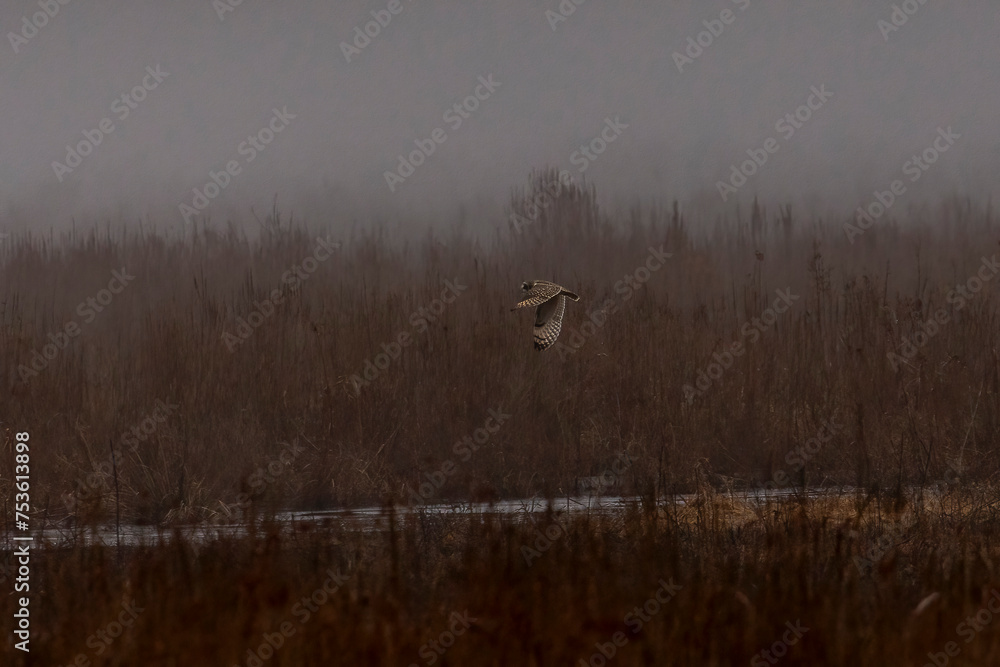 Short-eared Owl flies through the fog that hangs over the marsh