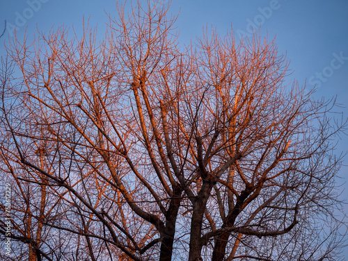 erleuchteter Baum photo