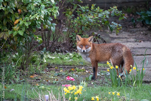 Close-up of a Red Fox, Vulpes vulpes, in an English garden