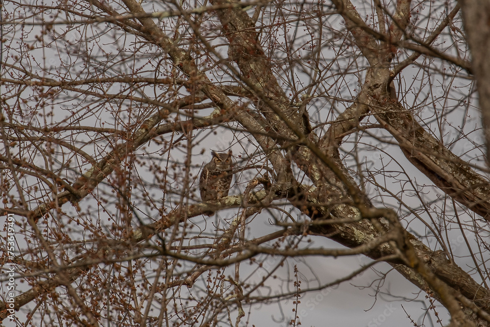Great-horned Owl perched on a tree branch deep in the woods Great-horned Owl perched on a tree branch deep in the woods