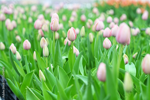lot of pink tulips at the tulip festival or in a greenhouse in an agro-industrial enterprise
