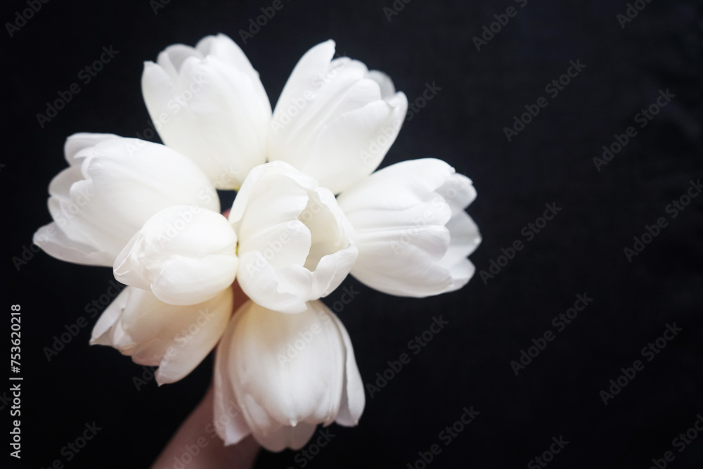 White tulip in a woman's hand over white tulips on a dark background White tulip in a woman's hand over white tulips on a dark background