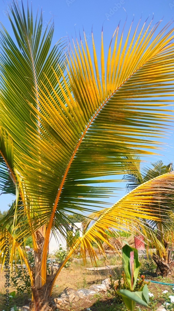 Fototapeta premium palm trees on the beach. palm tree in the sun and blue sky. green palm tropical landscape. travel. summer. vocation relax time.