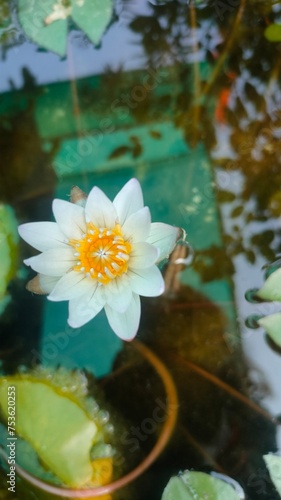 white water lily. white lotus flower in water. 