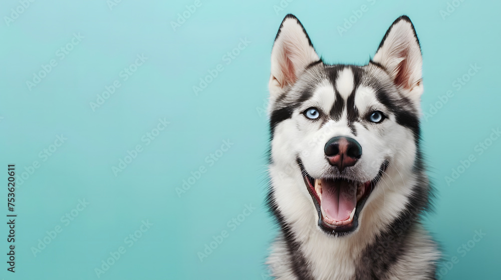 Obraz premium A playful black and white Husky dog captured mid-bark with its face artistically blurred against a soft blue background, emphasizing emotion and style