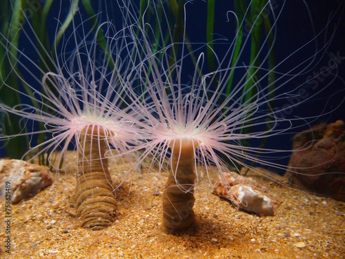 Tube anemone or cylinder anemone on the seafloor, Cerianthus membranaceus photo