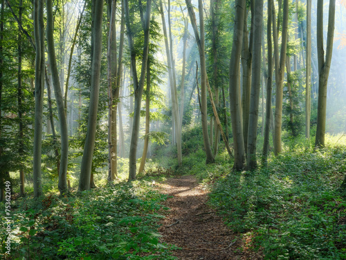 Footpath through Natural Forest of Beech Trees with Sunbeams through Morning Fog