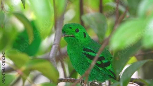 Green broadbill calyptomena bird photo