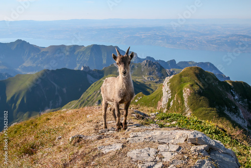 Female Alpine ibex standing on a rocky hilltop