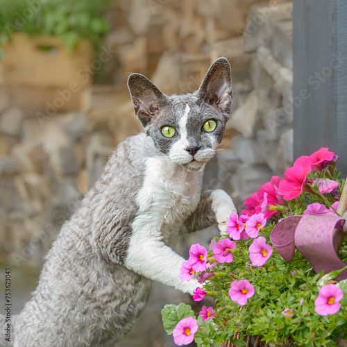 Devon Rex bicolor cat playing with pink flowers outside in a garden, looking curiously with wonderful colored eyes